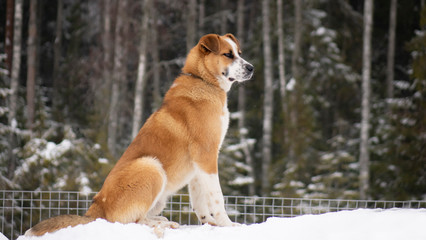 Big red dog in the snow on a hill against a forest background