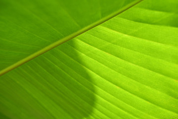 Greenish banana leaf. Soft blurred photo for backgrounds and templates use.