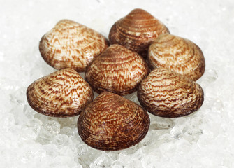 AMANDE DE MER glycymeris  glycymeris