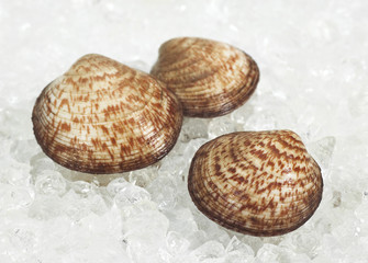 AMANDE DE MER glycymeris  glycymeris