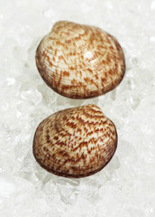 AMANDE DE MER glycymeris  glycymeris
