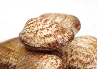 AMANDE DE MER glycymeris  glycymeris