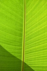 Greenish banana leaf. Soft blurred photo for backgrounds and templates use.