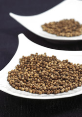 CORIANDRE coriandrum sativum