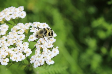ape e margherite