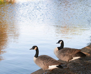 TWO GEESE 