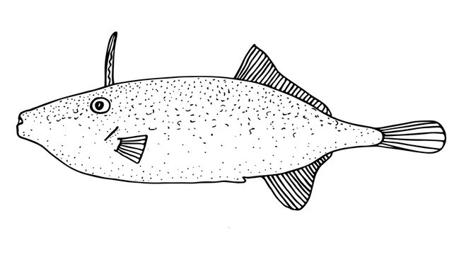 black and white fish drawing clip art preview