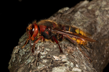 FRELON vespa crabo