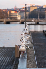 seagulls by the Limmat river in Zurich