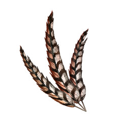 Composition of realistic pheasant birds’ feathers. Clothing accessories, raw for needlework and design. Vintage pen. Watercolor hand painted isolated elements on white background.