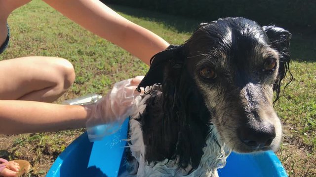 A cute black and white dog is looking on the camera while a girl is washing it in a blue plastic bucket in the home garden on a sunny day