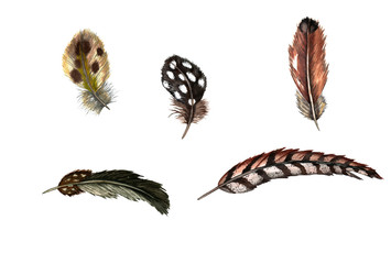 Set of of realistic domestic and wild birds’ feathers. Guinea fowl, quail, pheasant, partridge, duck. Watercolor hand painted isolated elements on white background.