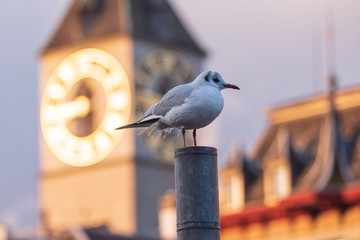 seagull by the Limmat river in Zurich. St. Peter church in the back