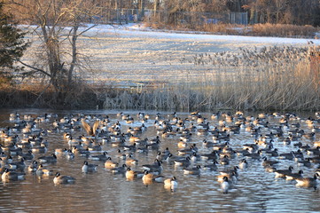 Canadian Geese on a Pond