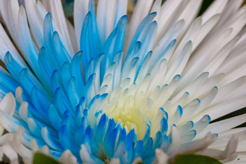 Nahaufnahme einer weiß-blauen chrysantheme