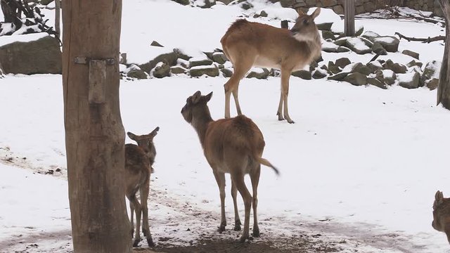 Antelope Nile Lechwe group (latin name Kobus Megaceros) are walking on the snow. Animal similar to gazelle are living naturally in Sudan or Ethiopia. Female has brown color, male is dark brown. 
