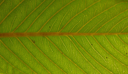 Close up a leaf with black background. 