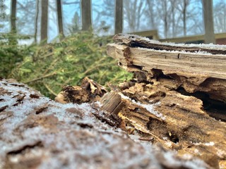 stump in the forest