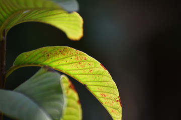 Close up a leaf with black background. 
