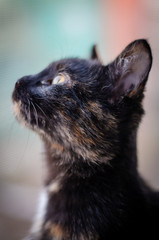 Tortie kitten paying attention at flying birds