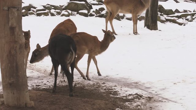 Antelope Nile Lechwe group (latin name Kobus Megaceros) are walking on the snow. Animal similar to gazelle are living naturally in Sudan or Ethiopia. Female has brown color, male is dark brown. 