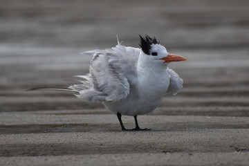 White and gray bird with ruffled feathers at the beach 