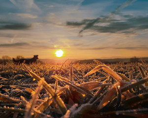 peaceful scene - dog on meadow on frosty morning at sunrise with rough ripe in golden light
