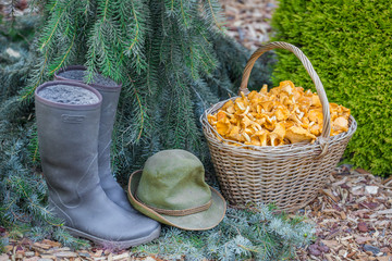 Fresh chanterelle mushrooms in wicker basket in the forest in sunlight © Ivan