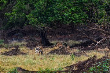 tiger on scent marking or patrolling her territory in kanha maidan or grass field. landscape or habitat image of wild bengal tiger at kanha national park or tiger reserve, madhya pradesh, india