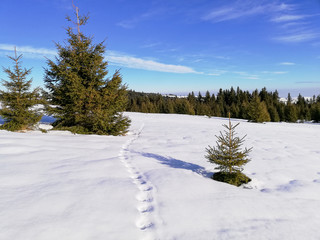 Arena Platos ski and snowboard station is located in the Cindrel mountains at an altitude of 1400 m, on the Poiana Poplacii plateau, 30 km from the city of Sibiu and 1 km from the entrance to Păltinis