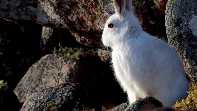 mountain hare, Lepus timidus, close up footage of hare in winter white moult surrounded by snowless dark ground on a mountain slope in Scotland during January, cairngorms national park.