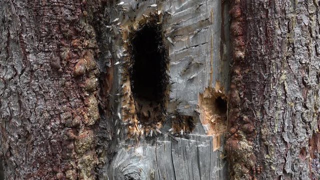 Close-up of colony of black ants building nest in deep hole of old tree. Insects moving their paws, wings and crawling in natural habitat. Amazing environment and wild creatures in unspoilt territory