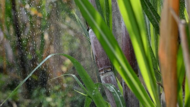 Water system in sugarcane plantations,Take water in sugarcane field after harvest,Watering springer, The movement of water springer in the farm of sugarcane.Overhead irrigation with sugar cane fields.