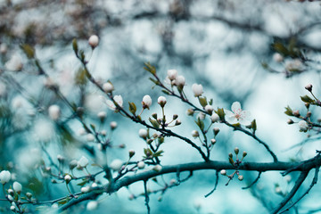 Blossom tree over nature background. Spring flowers.