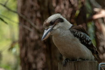 Australian Kookaburra Kingfisher bird outdoors on a sunny beautiful day, Fraser Island, Queensland.