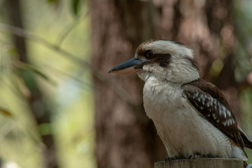 Australian Kookaburra Kingfisher bird outdoors on a sunny beautiful day, Fraser Island, Queensland.