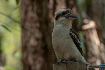 Australian Kookaburra Kingfisher bird outdoors on a sunny beautiful day, Fraser Island, Queensland.