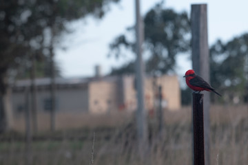 a red bird on a pole a summer day