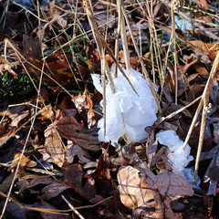 Frost Flower incredible winter phenomenon, ice extruded through stems in unusual occurance. unique flowers form from the living stems of plants.