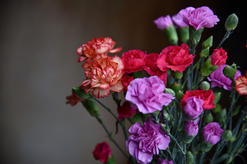 Various Colorful Carnations Bunched Together Against Soft Background (Red, Purple, Pink, Orange)