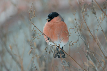Cute colorful eurasian bullfinch eating red berries, (Pyrrhula pyrrhula)