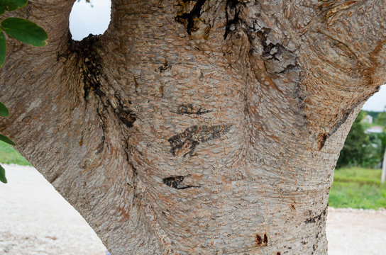 Bark Of The Albizia Lebbeck Tree