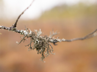 abstract image with bog plant fragments