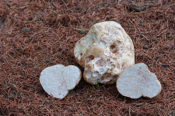Mushrooms in the forest Choiromyces meandriformis.