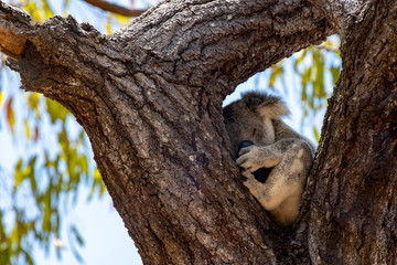 Wild Koala in the Eucalyptus Canopy Foliage in Magnetic Island Queensland, Australia.