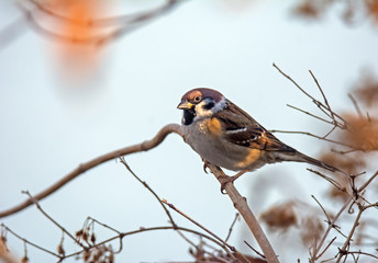 Eurasian tree sparrow sitting on a twig