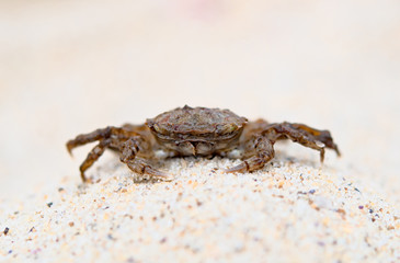 crab