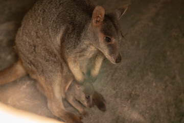 Adorable Rock Wallaby in the setting sun on Geoffrey Bay Magnetic Island, Queensland Australia.