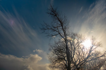 tree at sunset