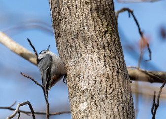 White breasted nuthatch on the side of a tree